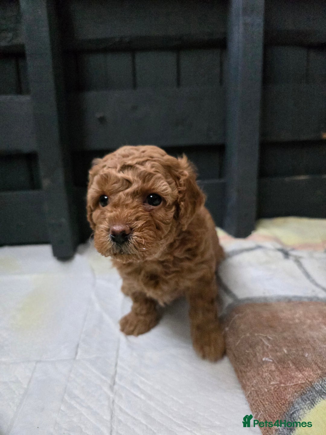 Shihpoo dogs for sale: Toy poodle x  - Image 5