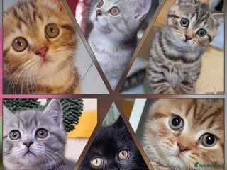 British Shorthair cats British kittens - Advert 4