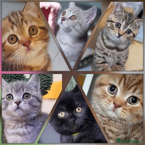 British Shorthair cats British kittens - Advert 3