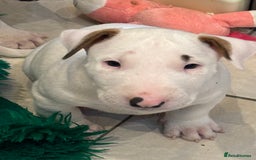 Bull Terrier dogs for sale: USA & UK Champion Bloodline English bull terriers  in Gateshead - Image 13