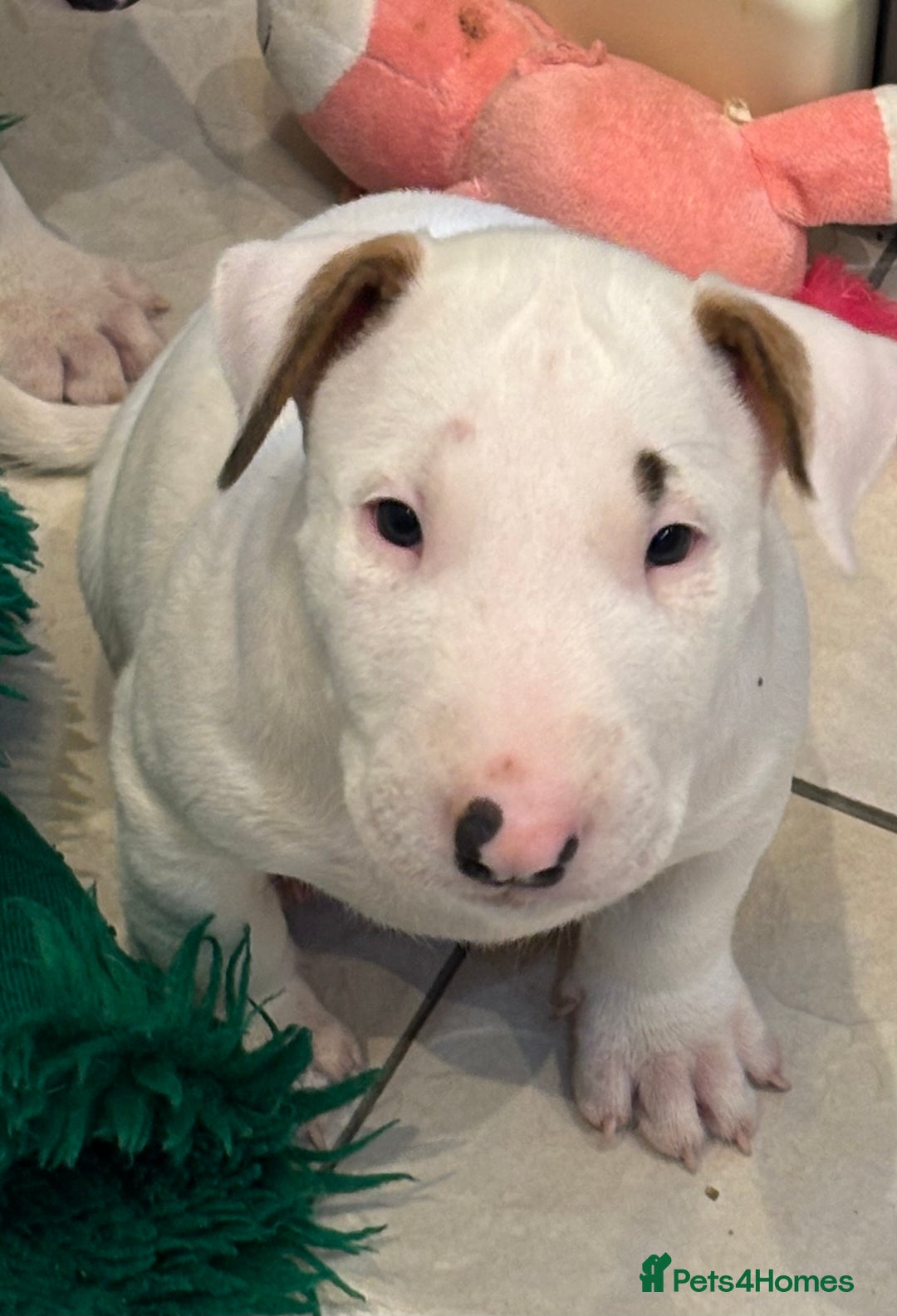 Bull Terrier dogs for sale: USA & UK Champion Bloodline English bull terriers  in Gateshead - Image 13