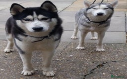 Siberian Husky dogs for sale: Pure siberian Huskies  - Image 1