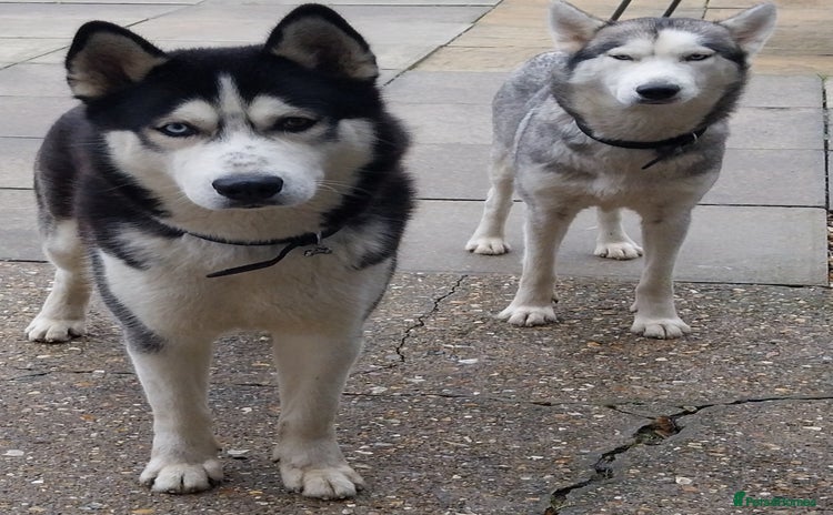 Siberian Husky dogs - Advert 3