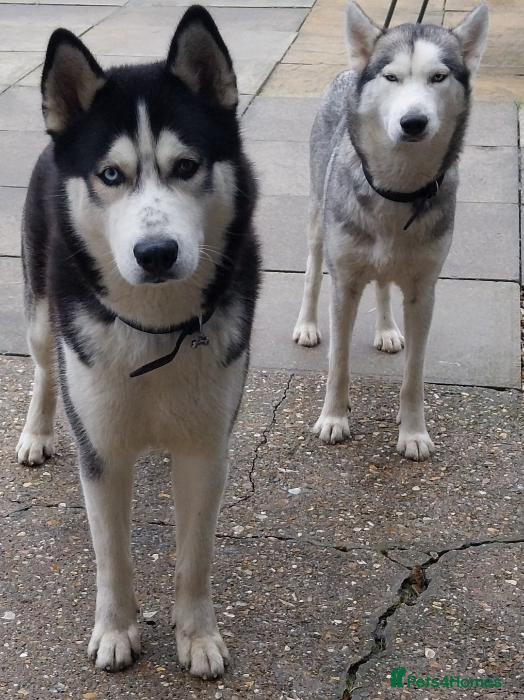 Siberian Husky dogs for sale: Pure siberian Huskies  - Image 1