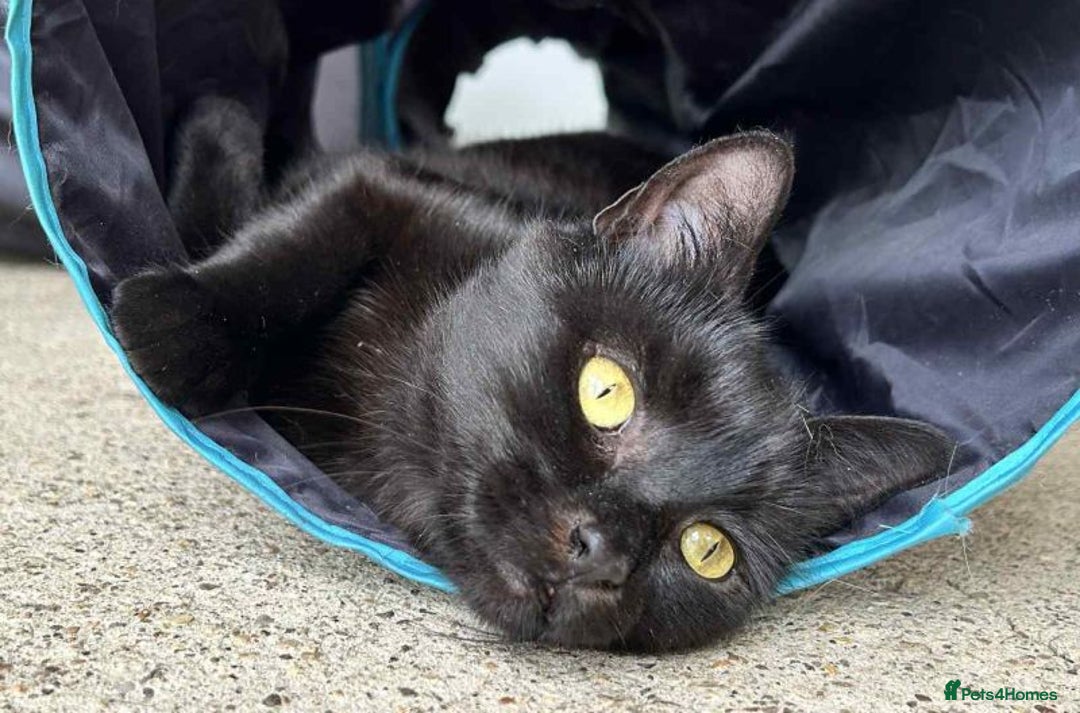 Domestic Shorthair cats for adoption: Chilli - Image 1