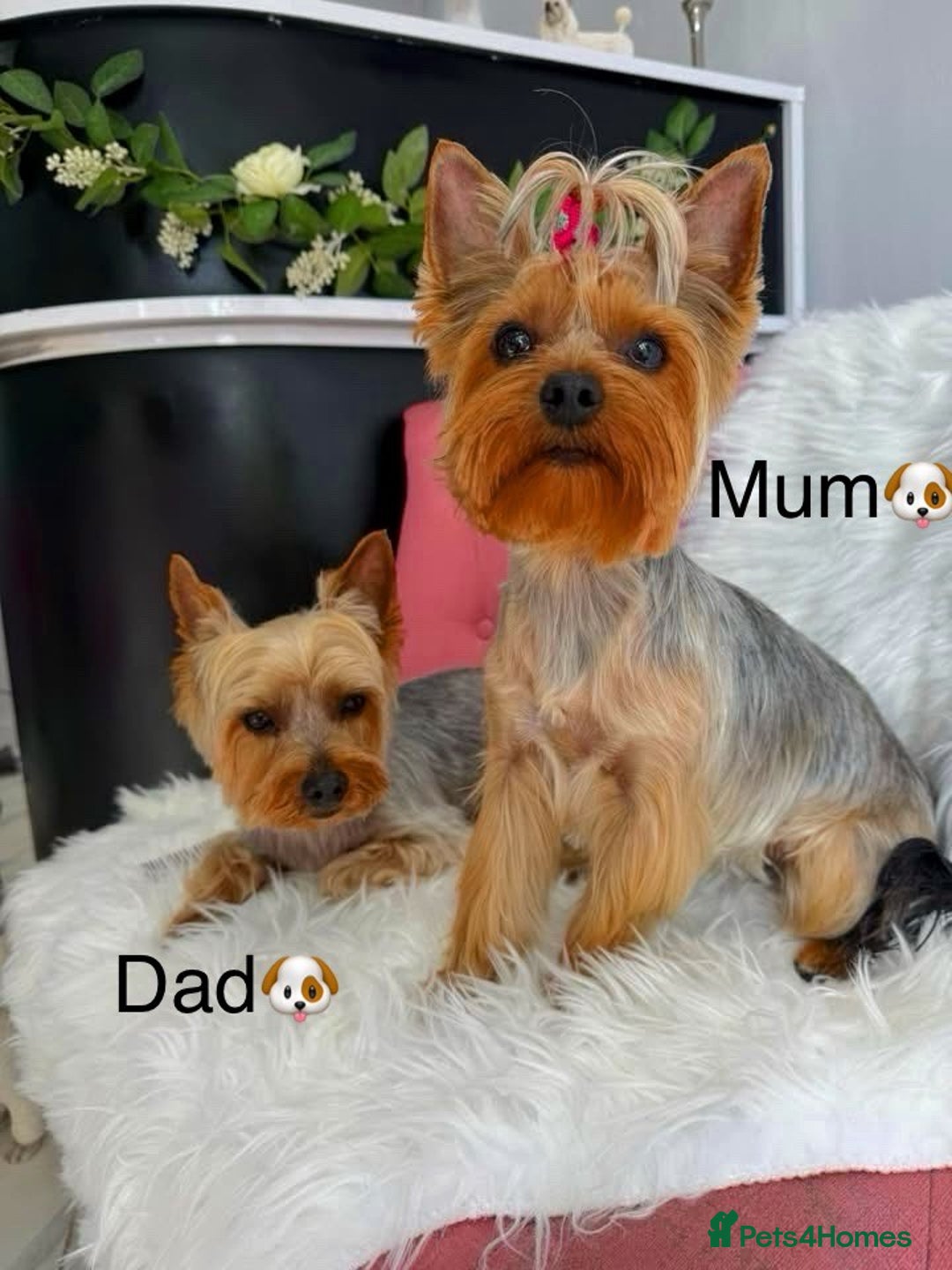 Yorkshire Terrier dogs for sale: Pedigree Yorkshire Puppies - Image 9