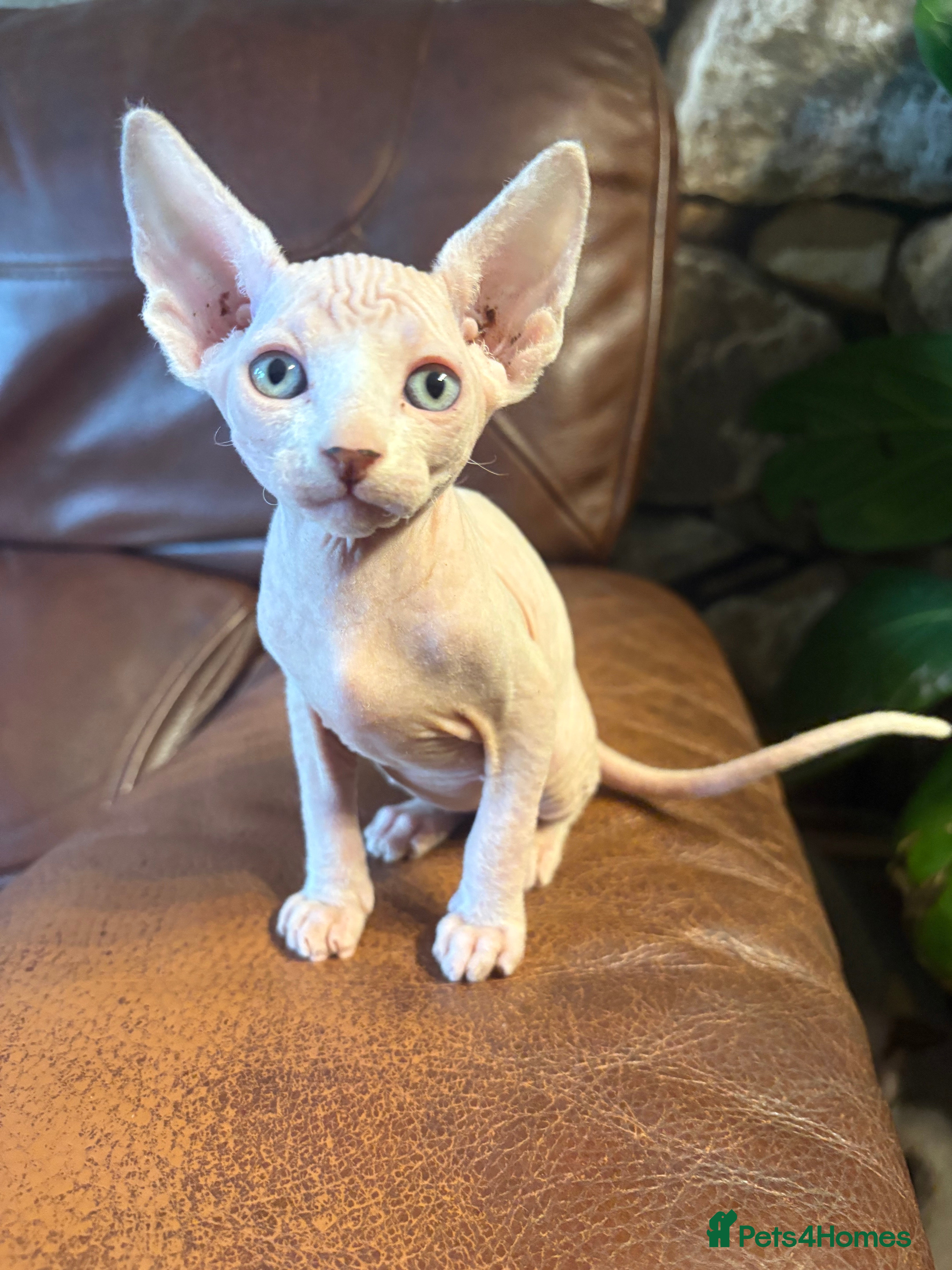 Sphynx cats Unique Sphynx & Elf Sphynx Kittens for Sale😊 - Advert 2