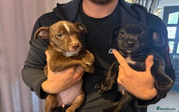 Mixed Breed dogs for sale: Patterdale/ staffy  - Image 3