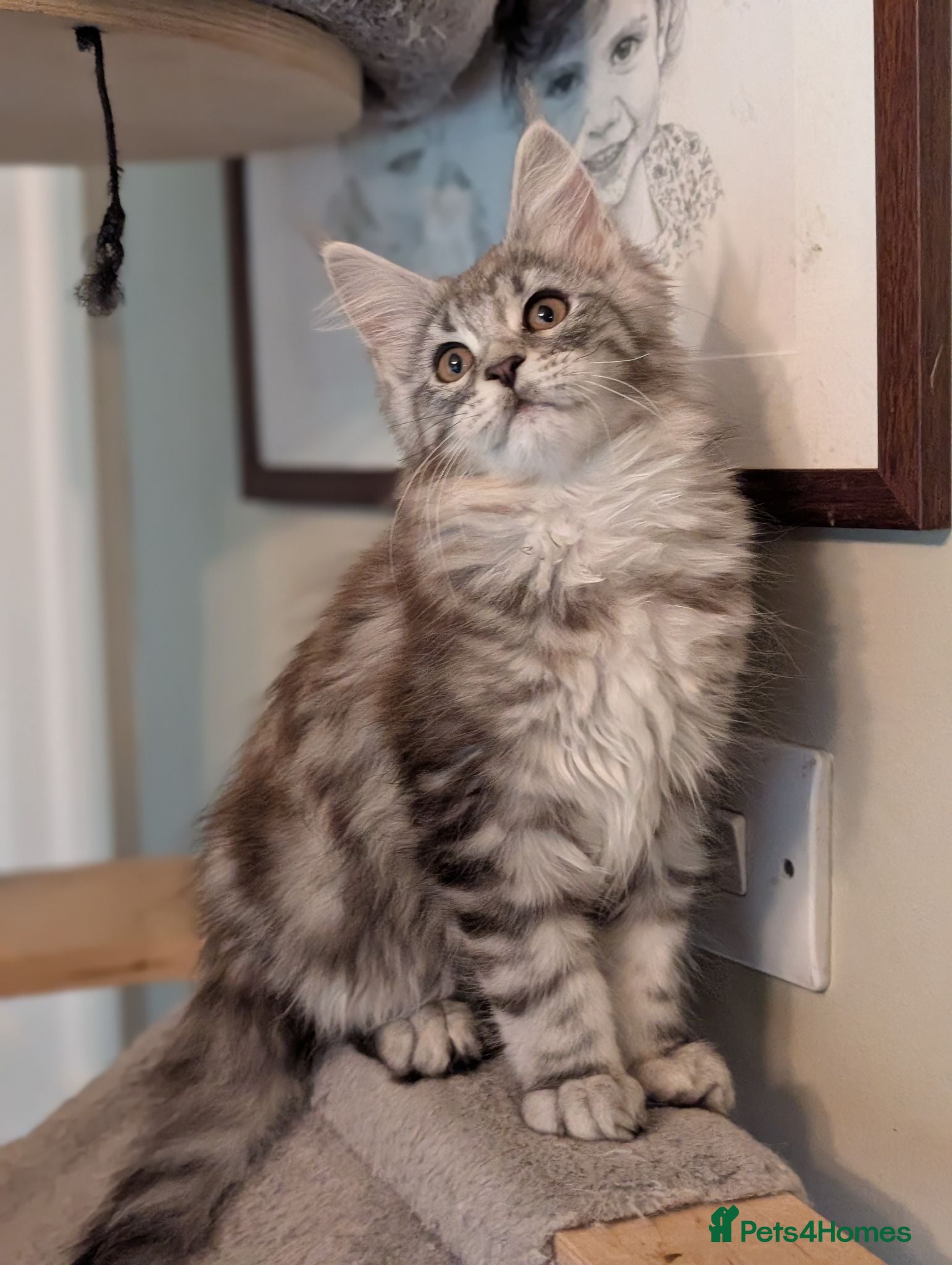 Maine Coon cats Ready now. Tica Registered Maine coon Kittens  - Advert 2