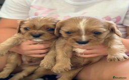 Cavalier King Charles Spaniel dogs for sale: 1 BOY LEFT**** Cavalier King Charles puppies - Image 10
