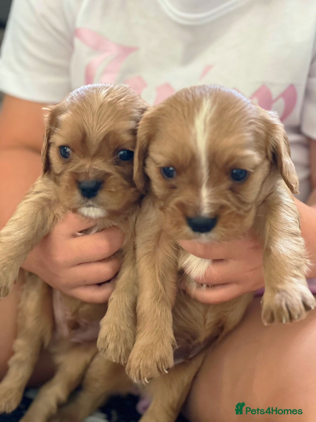 Cavalier King Charles Spaniel dogs for sale: 1 BOY LEFT**** Cavalier King Charles puppies - Image 10
