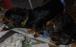 Dachshund dogs for sale: Miniature Dachshund puppies - Image 14