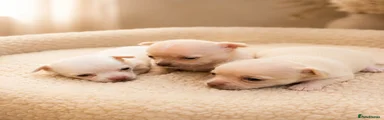 Chihuahua 3