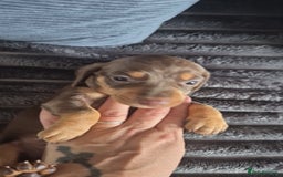 Miniature Dachshund dogs for sale: Miniature dashaund chocolate&tan male  - Image 4