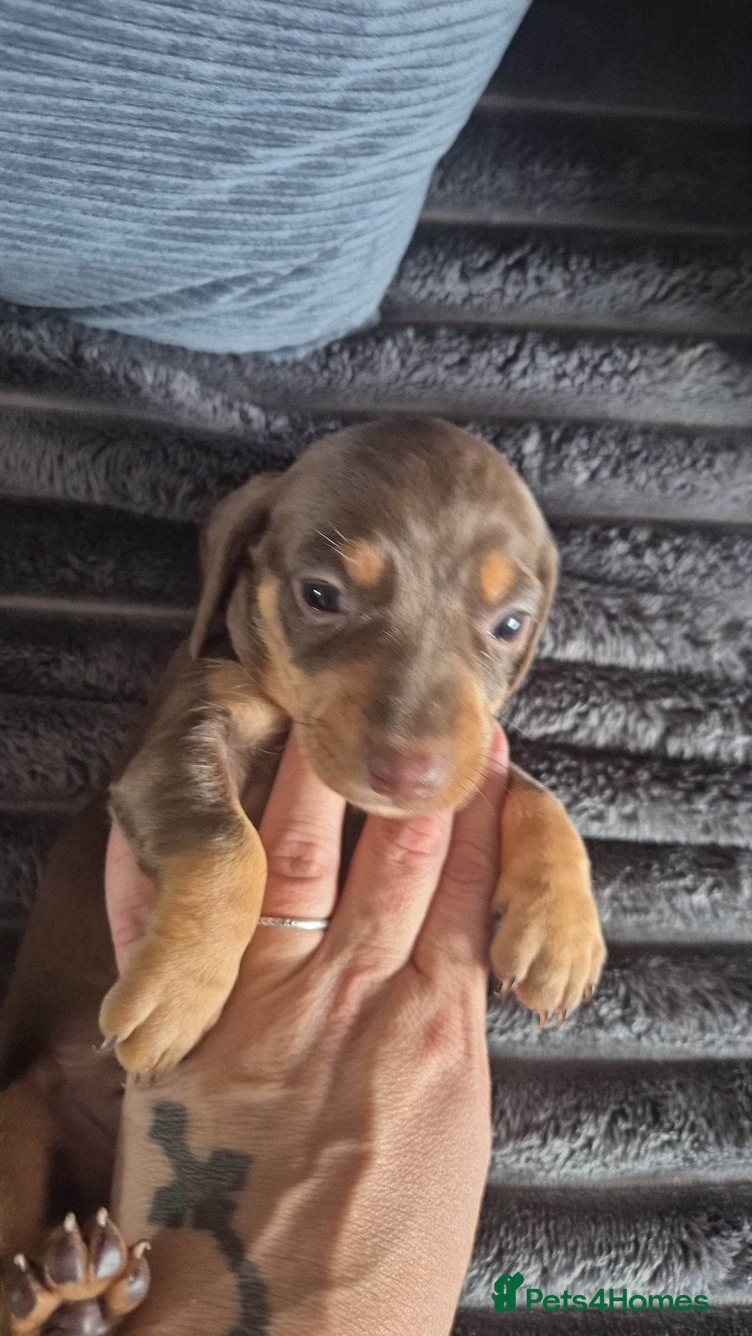 Miniature Dachshund dogs for sale: Miniature dashaund chocolate&tan male  - Image 4