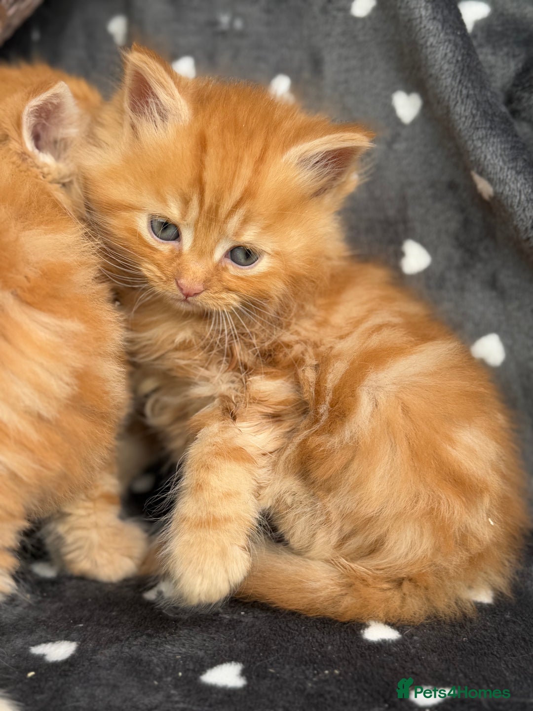 Ragdoll cats for sale: Beautiful Ragdoll cross kittens  - Image 11