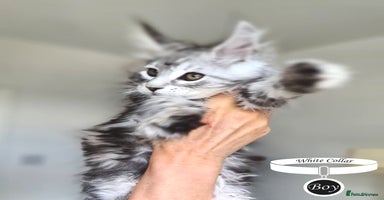 Maine Coon cats - Advert 15