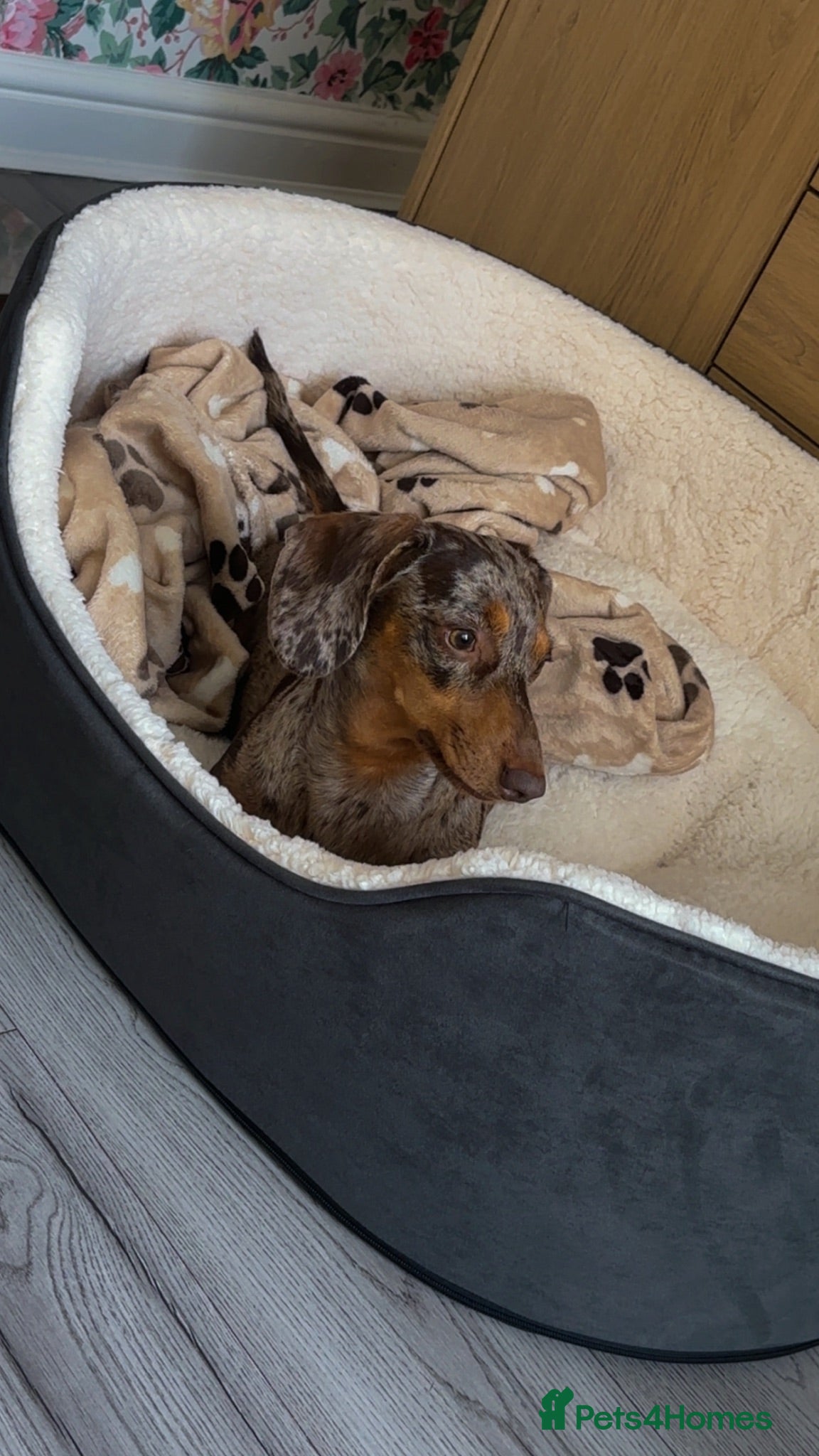 Miniature Dachshund dogs ❤️Stunning Isabella Dapple Dachshund Pups❤️ - Advert 1