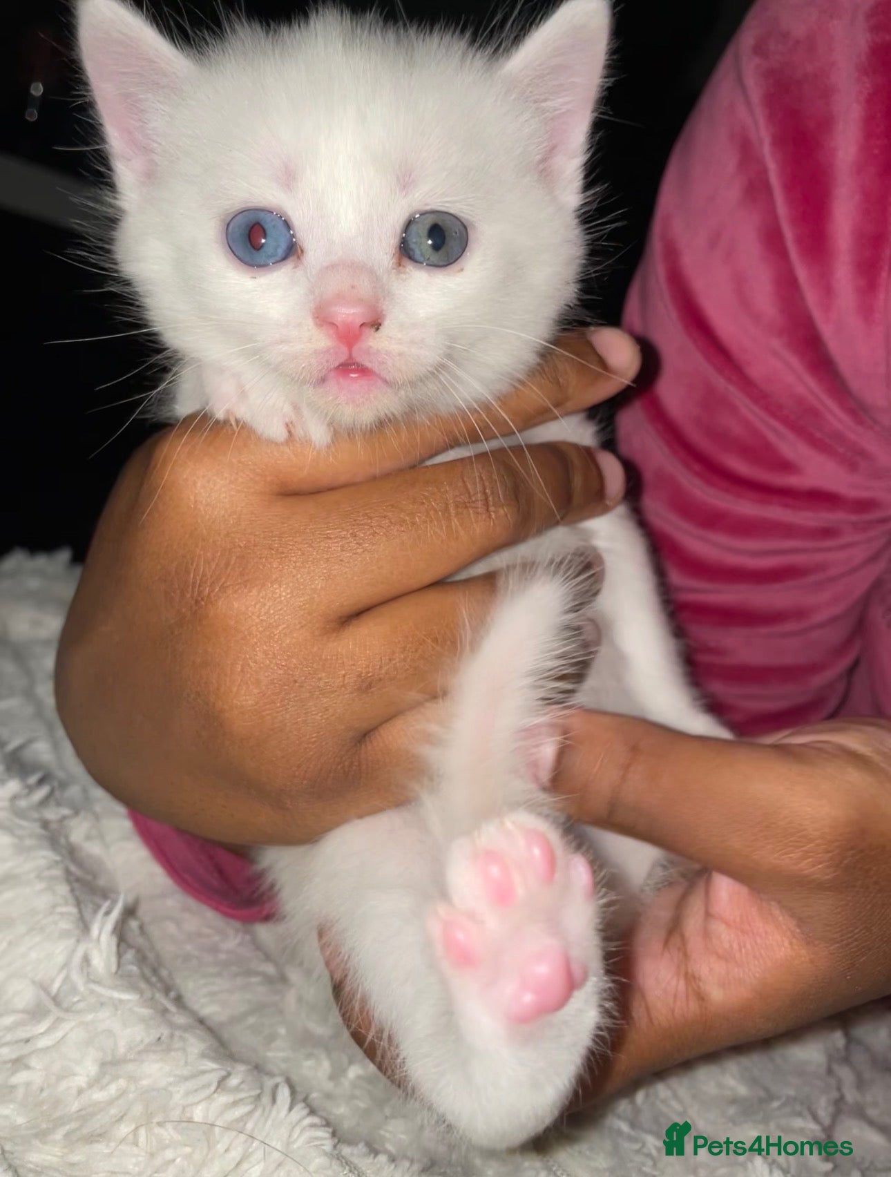 British Shorthair cats White British Short Hair X Ragdoll Kittens - Advert 17