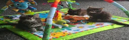Maine Coon cats for sale: MaineCoon male kittens - Advert 9