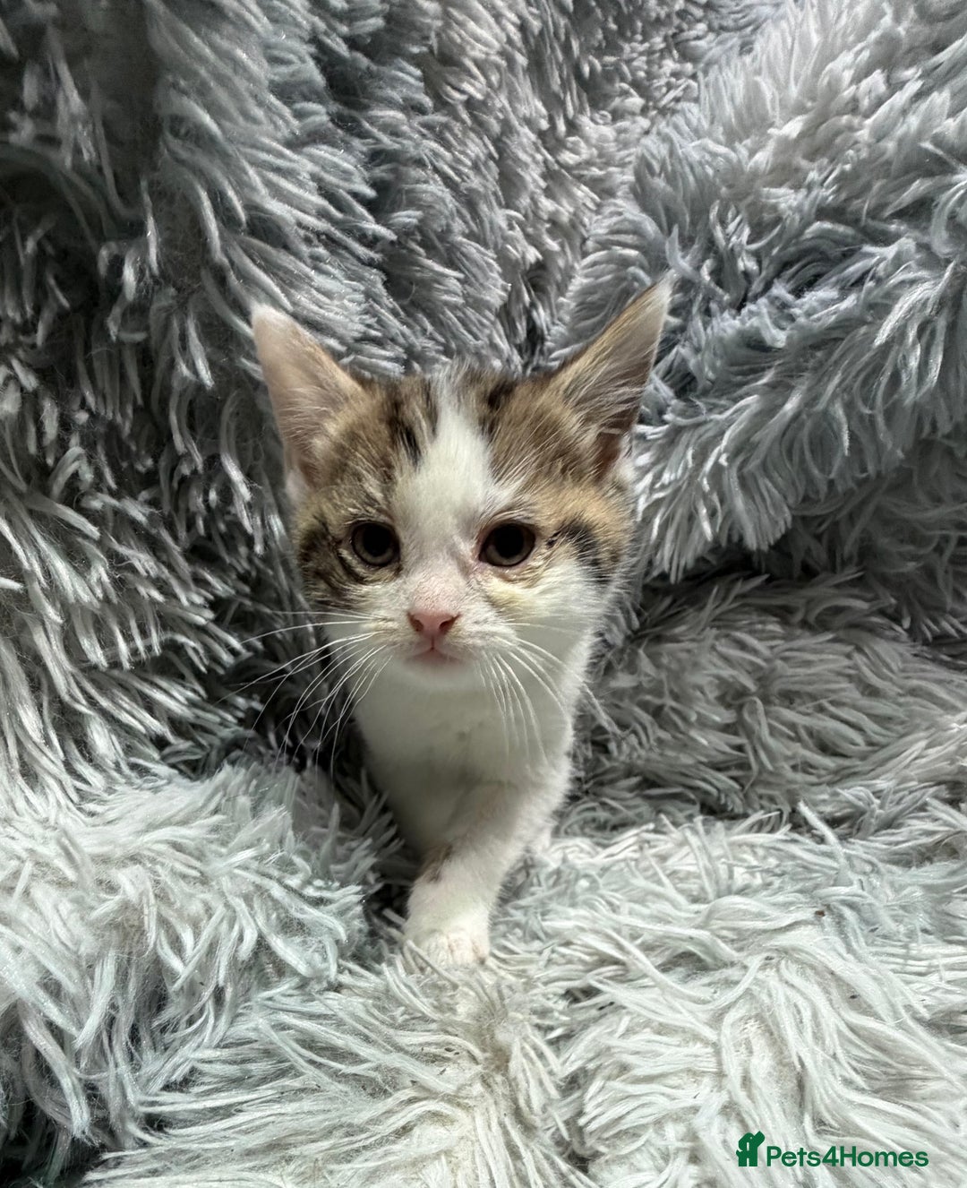 Persian cats for sale: Chinchilla persian cross kittens - Advert 18