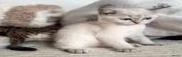 British Shorthair cats for sale: Beautiful BSH Blue Golden TICA kittens - Advert 3