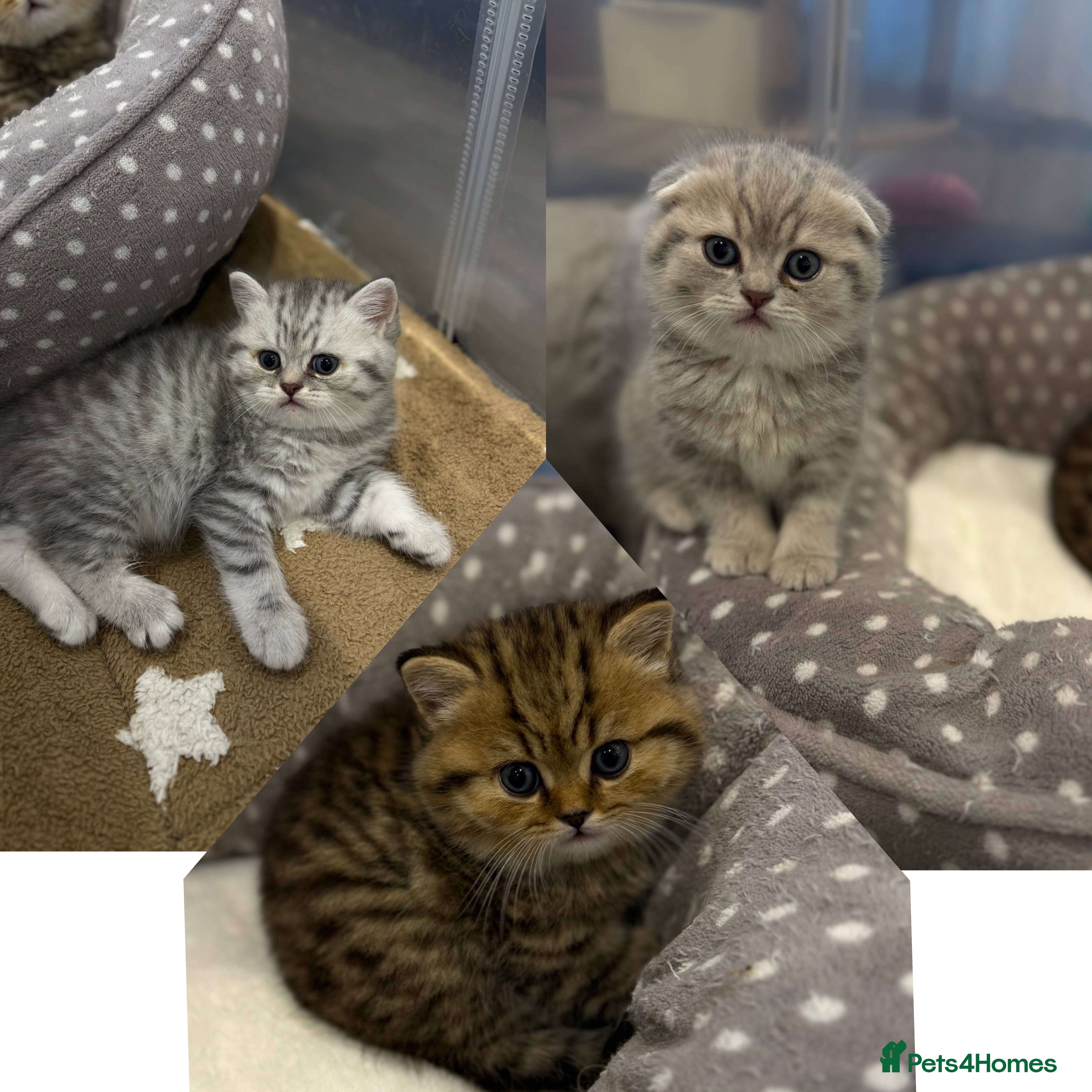 Scottish Fold cats -10% off🐾 Scottish kittens available for sale! 🐾 - Advert 2