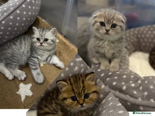 Scottish Fold cats -10% off🐾 Scottish kittens available for sale! 🐾 - Advert 2