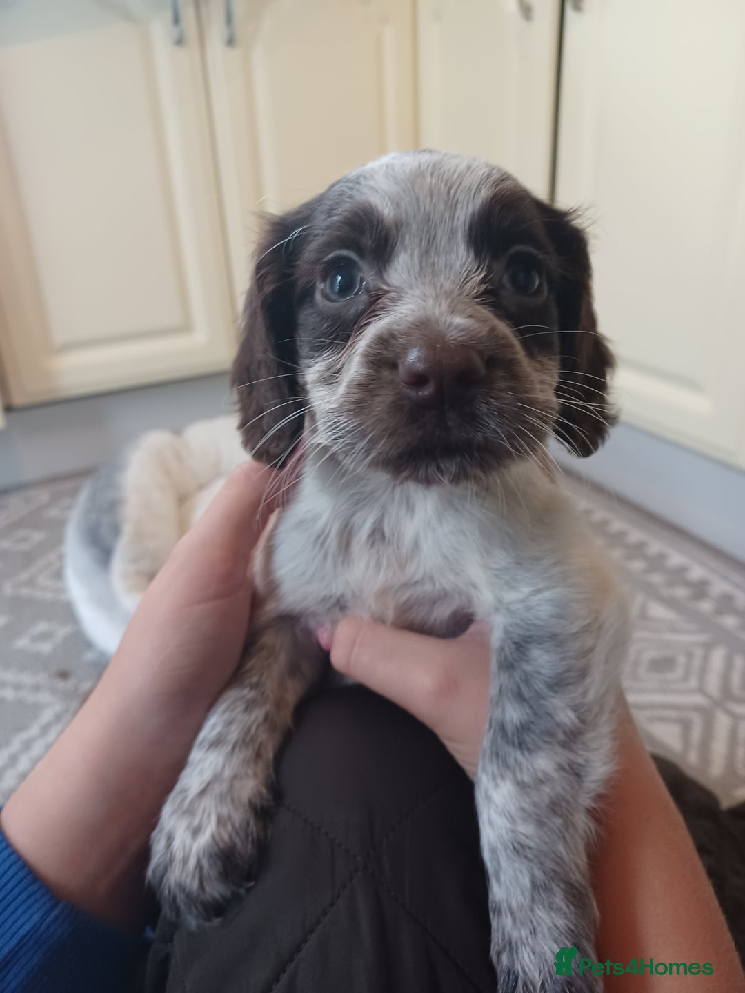Cocker Spaniel dogs for sale: Working cocker spaniel  - Image 3