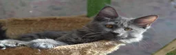 Maine Coon cats for sale: Tica Maine Coon Girls looking for forever homes - Advert 2
