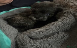 Mixed Breed dogs for sale: westie /wauzers - Advert 2