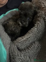 Mixed Breed dogs westie /wauzers - Advert 3