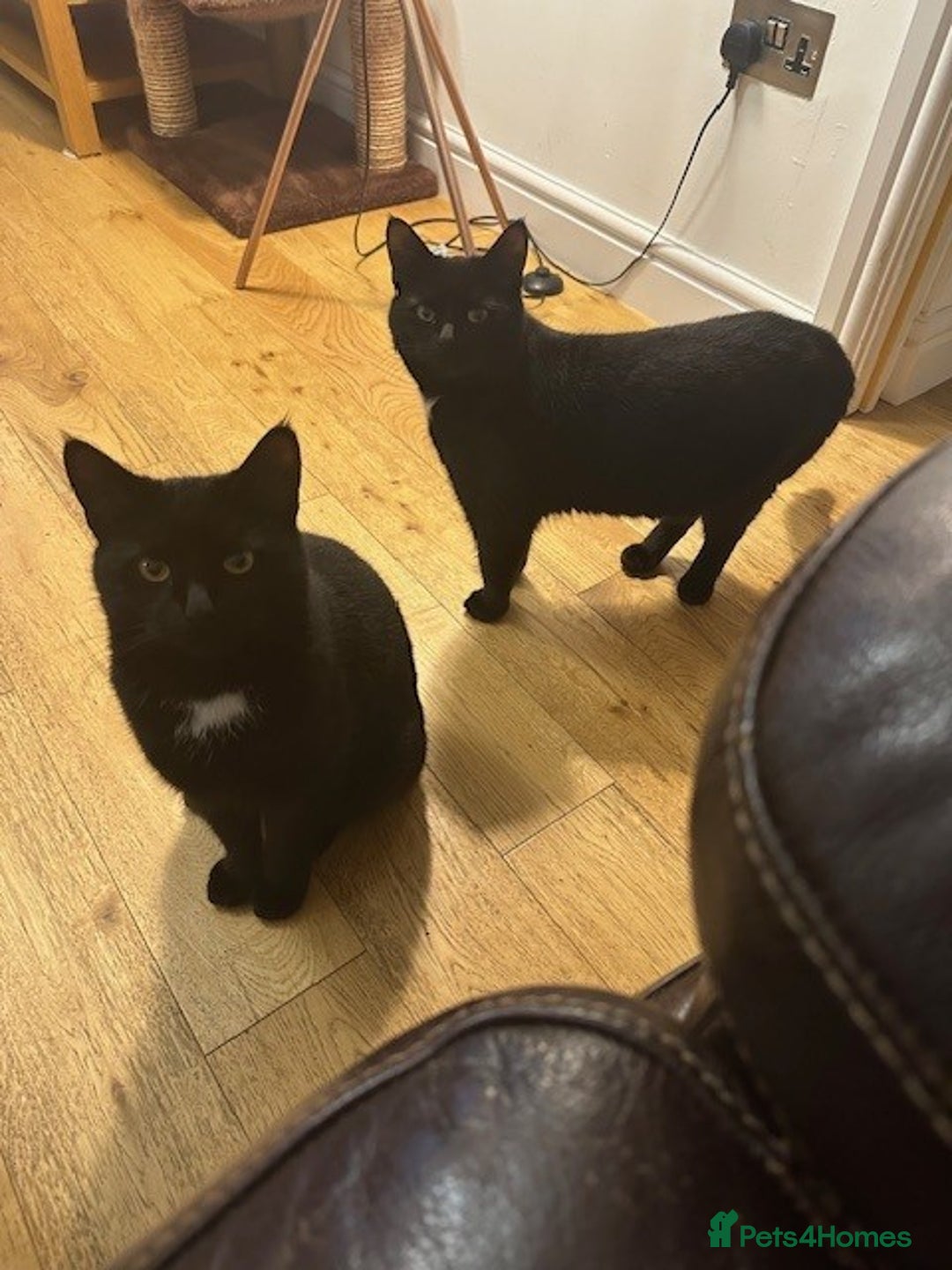 Mixed Breed cats for sale:  **  - Two beautiful twin girls  - Advert 8