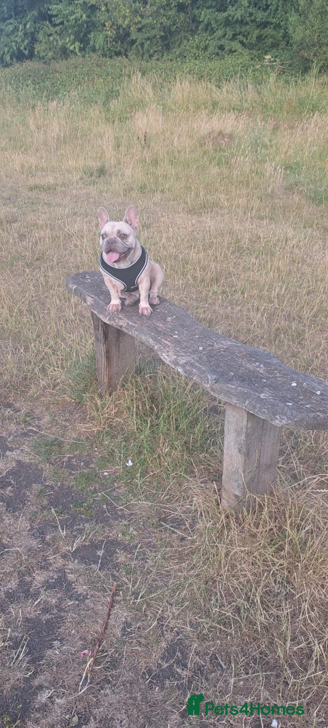 French Bulldog dogs for sale: 4 year old French Bulldog  - Image 2