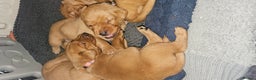 Labrador Retriever dogs for sale: KC Fox Red Labrador Puppys - Advert 12