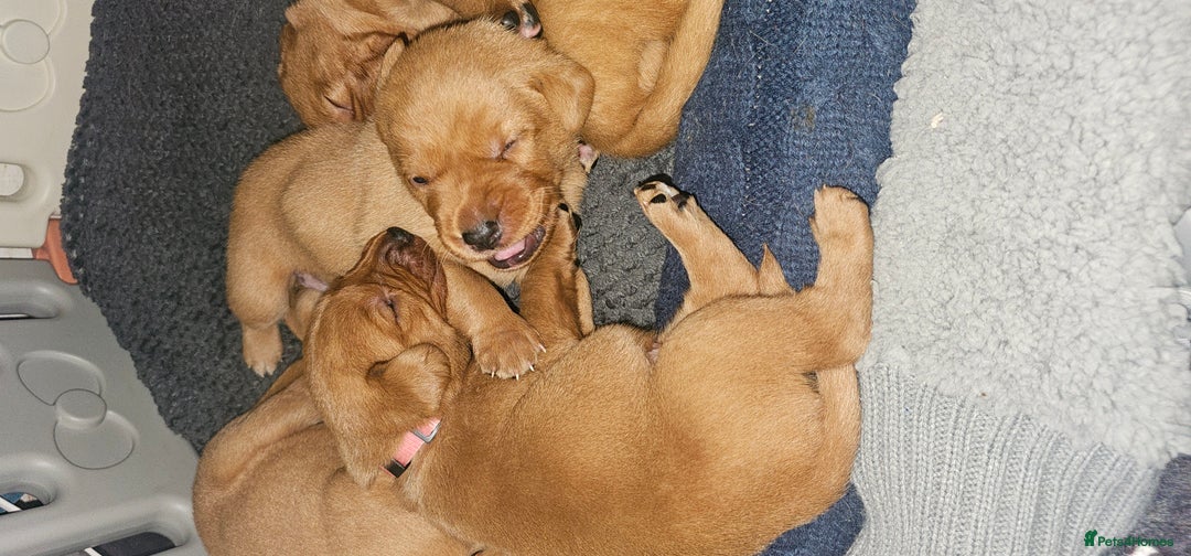 Labrador Retriever dogs for sale: KC Fox Red Labrador Puppys - Advert 12