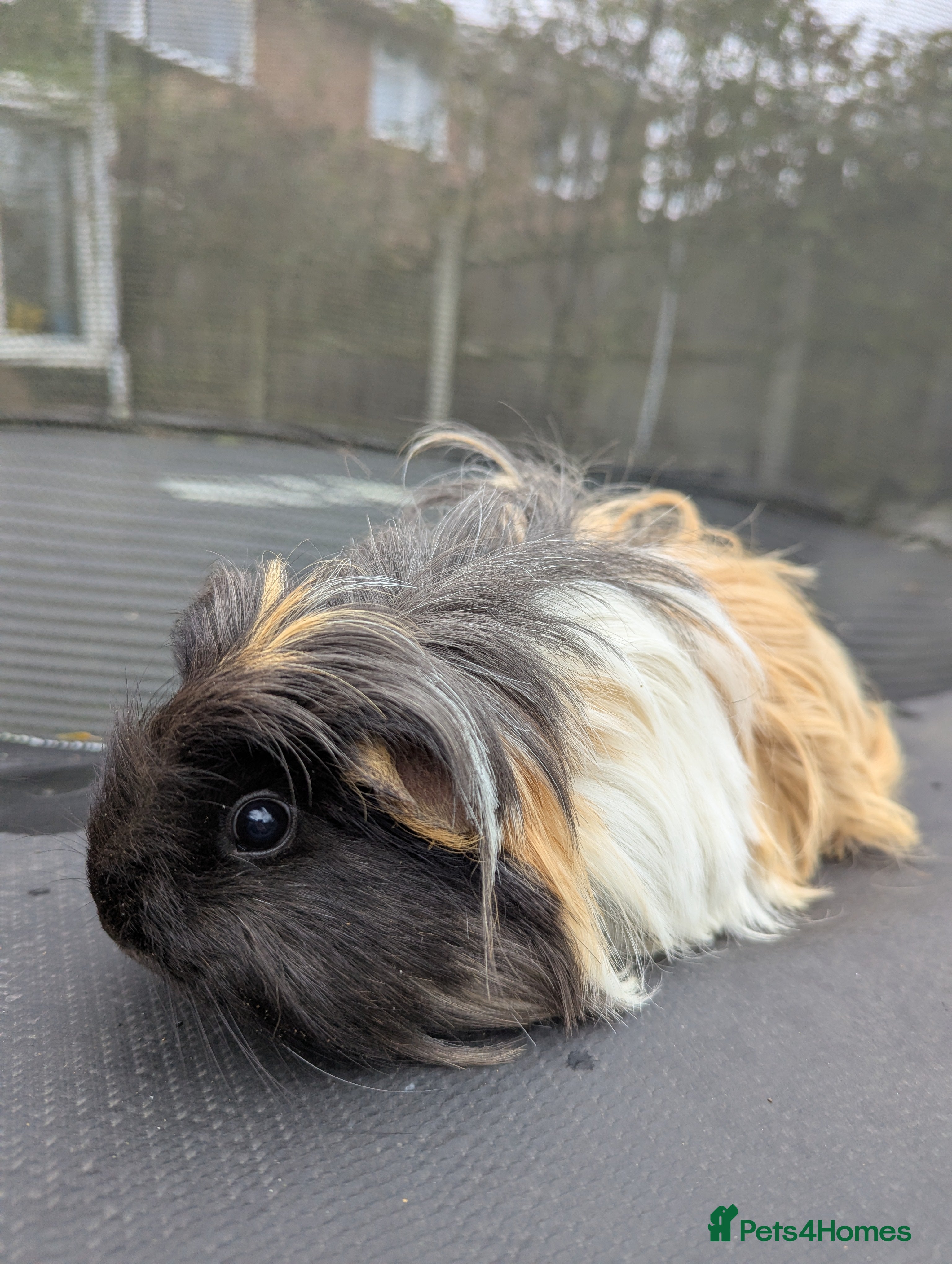 Guinea Pig rodents Sheltie guinea pig looking for a new home + friend - Advert 11