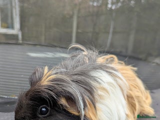 Guinea Pig rodents Sheltie guinea pig looking for a new home + friend - Advert 1