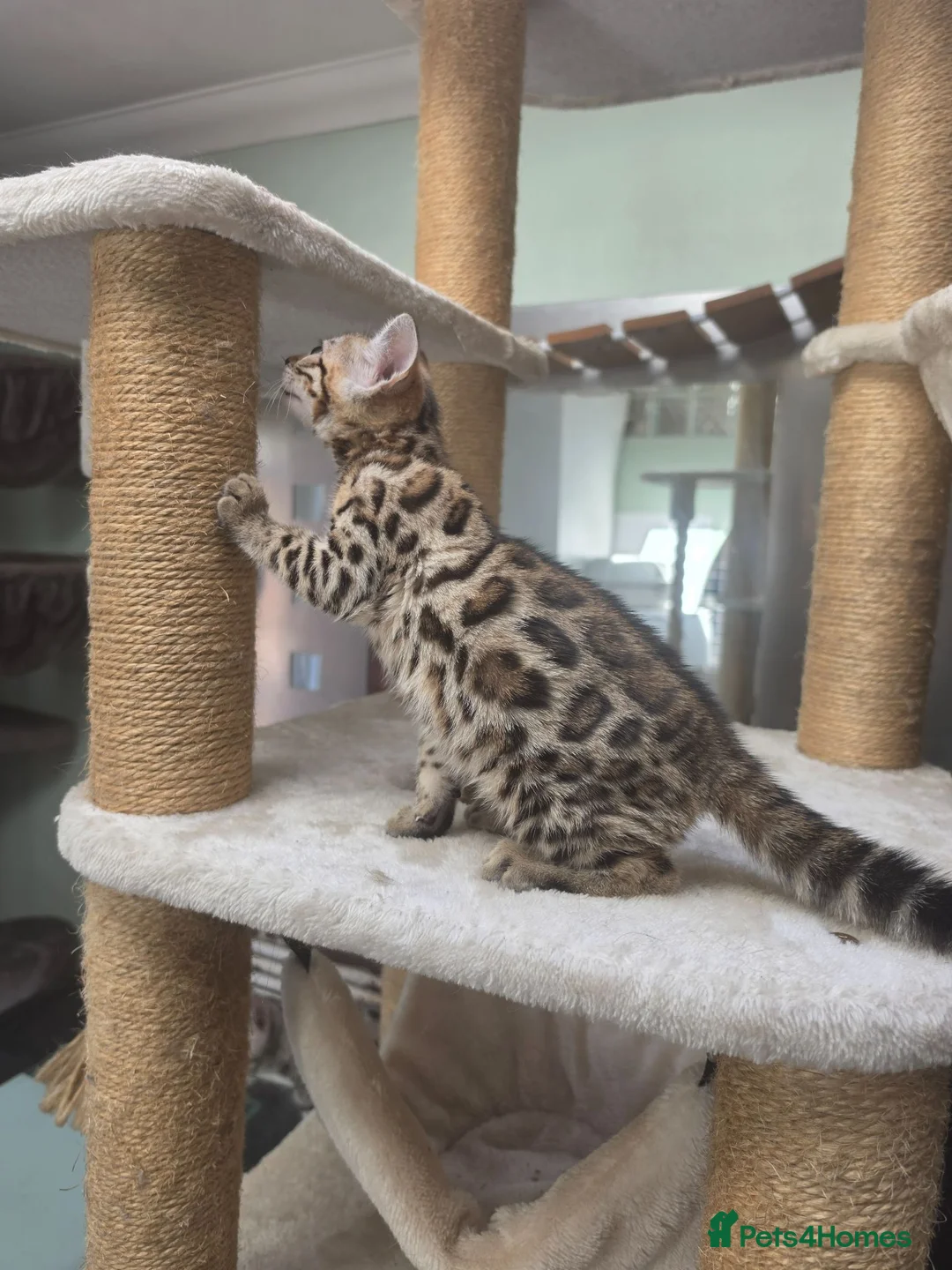 Bengal cats for sale: TICA REGISTERED BROWN ROSETTED BENGAL KITTENS  - Advert 2