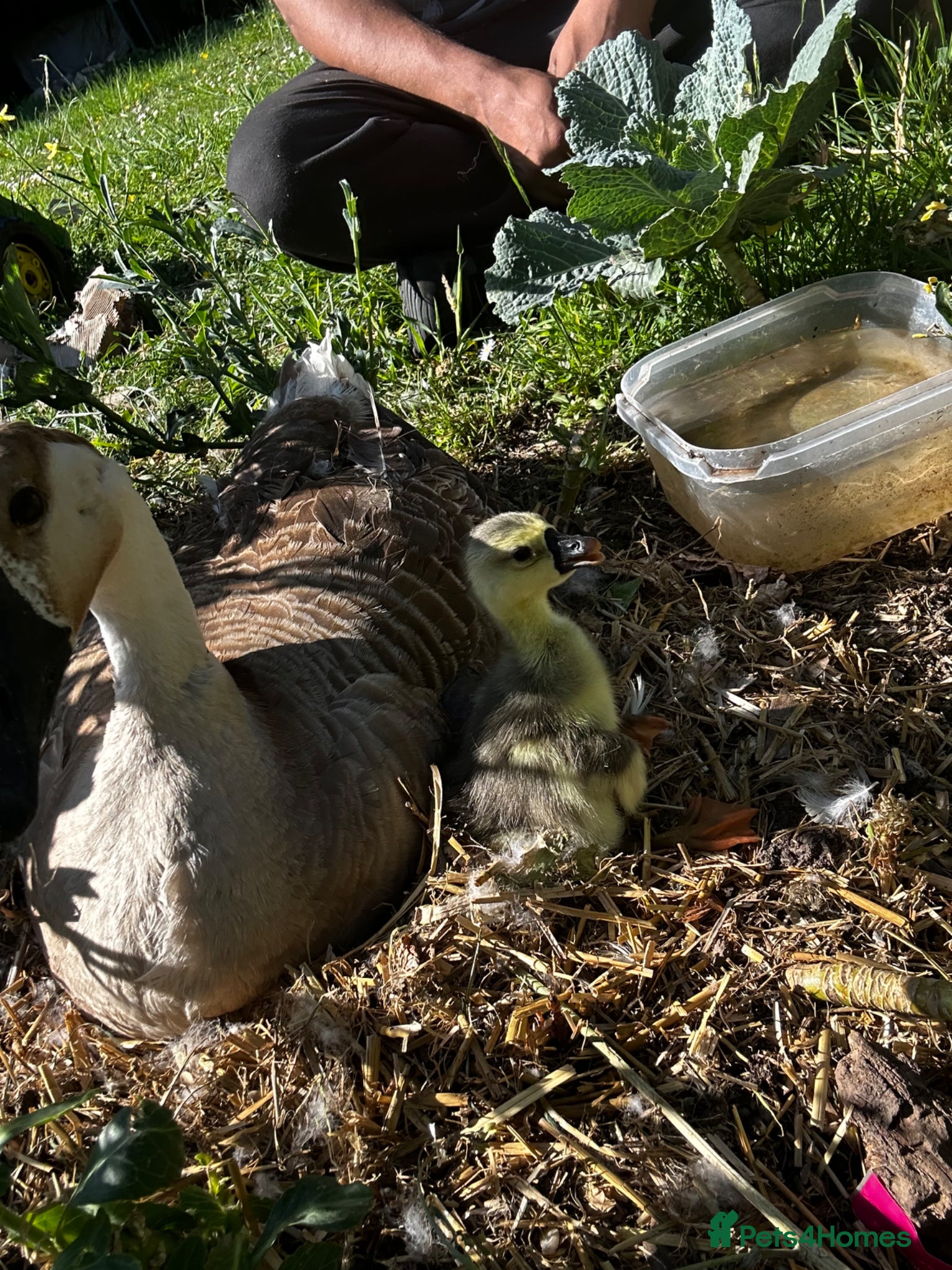Geese poultry for sale: Chinese goslings  in Boston - Advert 5