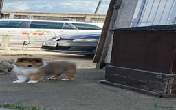 Rough Collie dogs for sale: ROUGH COLLIE SABLE AND WHITE PUPPIES - Image 4