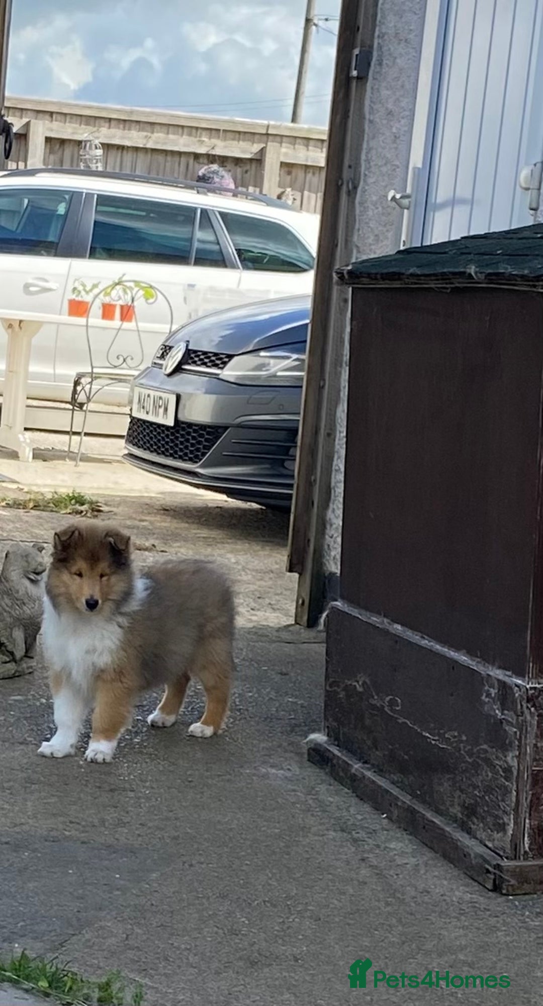Rough Collie dogs for sale: ROUGH COLLIE SABLE AND WHITE PUPPIES - Image 4