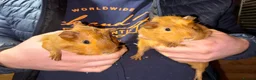 Guinea Pig rodents for sale: 3 baby Guinea pigs for sale. 2 females, 1 male - Advert 1