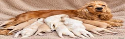 Cocker Spaniel dogs for sale: KC Registered Quality Show Type Cocker Spaniel  - Advert 4