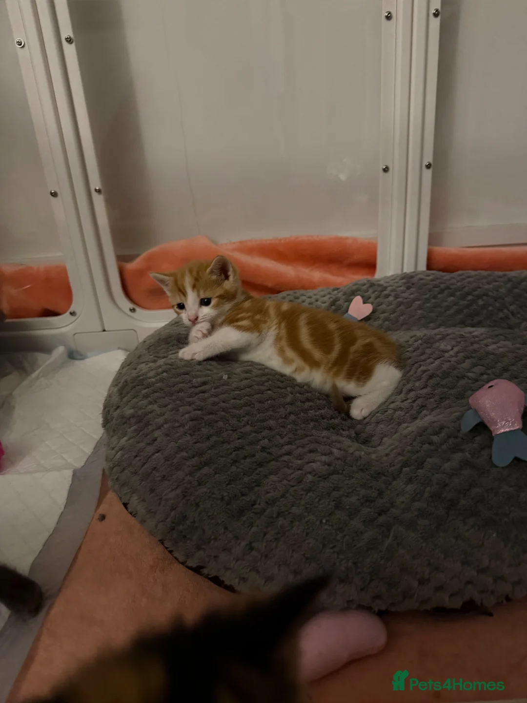Maine Coon cats for sale: British shorthair X Mainecoon - Advert 2