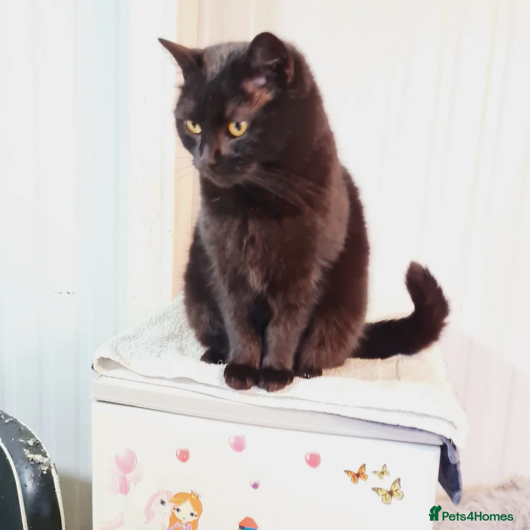 Mixed Breed cats for adoption: 🐾 EL NEGRO – a Lovely Boy for a Loving Home🐾 - Advert 21