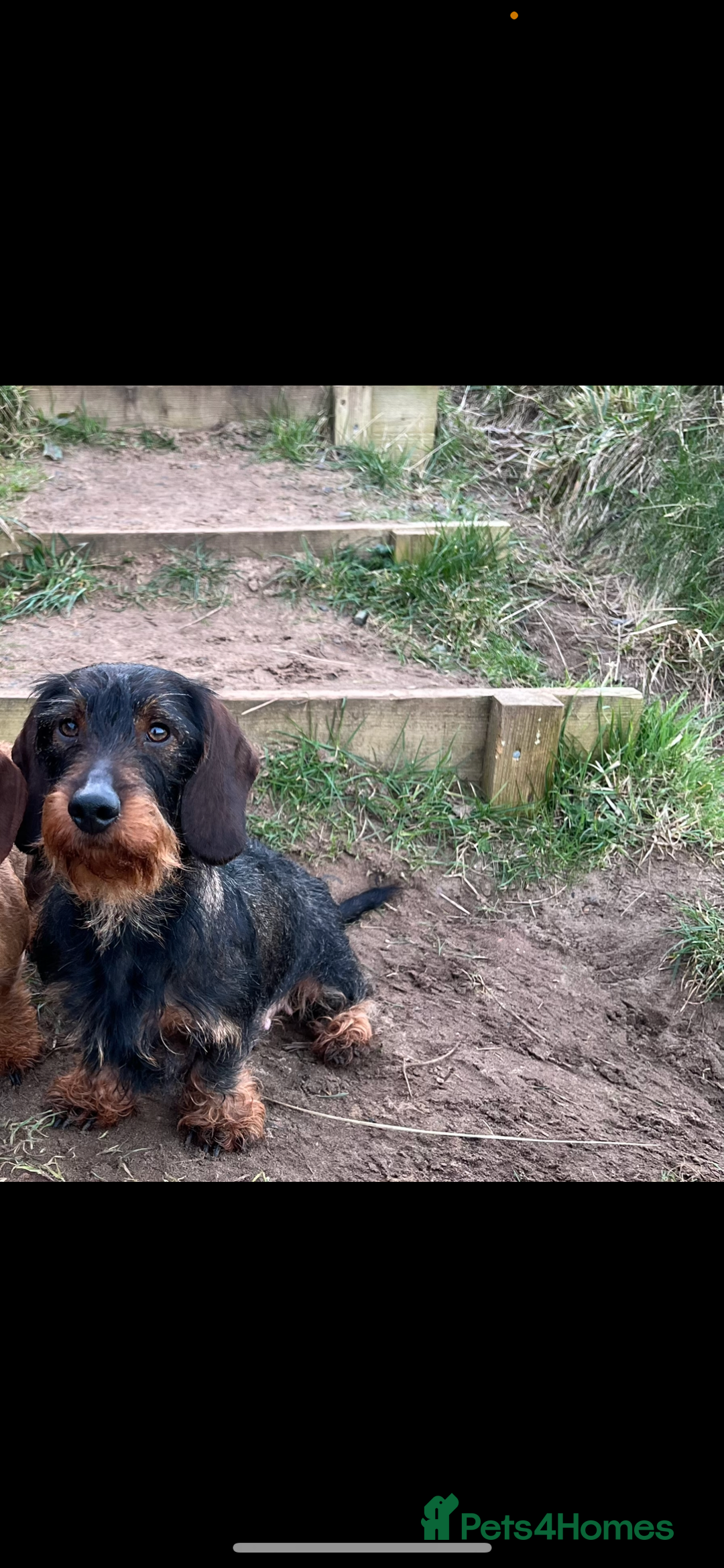 Dachshund dogs for sale: Wirehaired Teckel Bitches  - Image 7