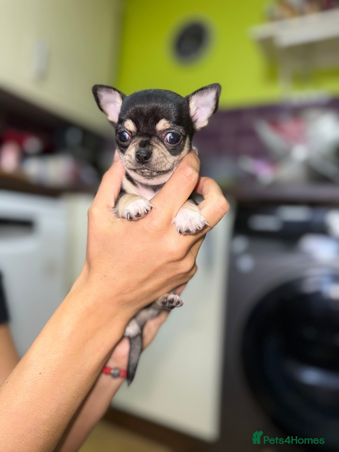 Chihuahua dogs for sale: 🩵 𝓬𝓾𝓭𝓭𝓵𝔂 𝓪𝓷𝓭 𝓹𝓵𝓪𝔂𝓯𝓾𝓵 𝓫𝓸𝔂𝓼🩵 - Image 15