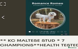 Maltipoo dogs for sale: Stunning maltipoo puppies - Image 9