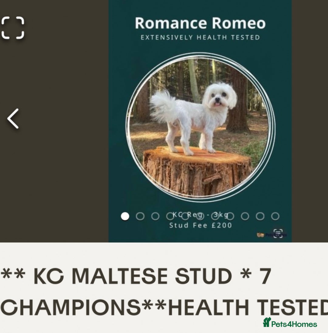 Maltipoo dogs for sale: Stunning maltipoo puppies - Image 9